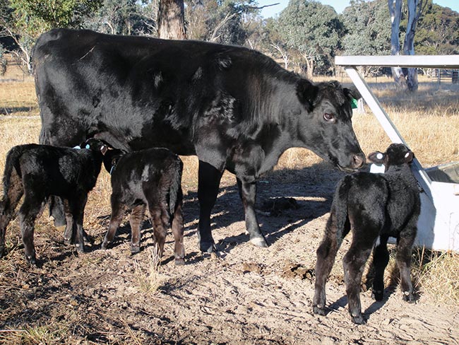 Cow and calves in yard