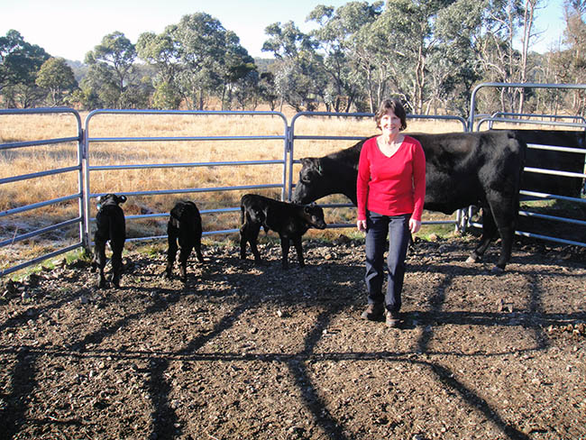 Megan and triplet calves